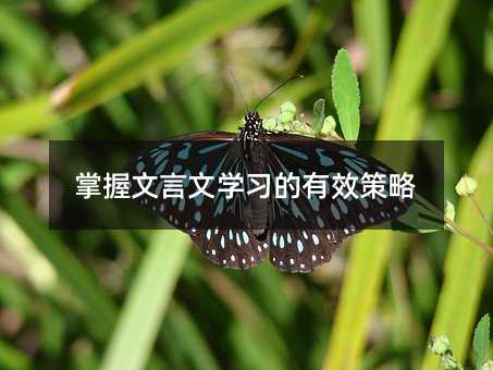 ���������ČW������Ч����