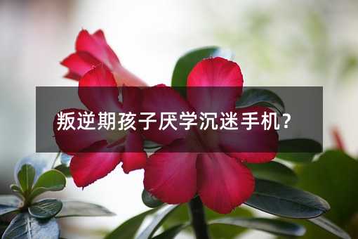 叛逆期孩子厭學沉迷手機?