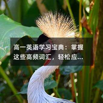 高一英語學(xué)習(xí)寶典:掌握這些高頻詞匯,輕松應(yīng)對(duì)日常表達(dá)與考試