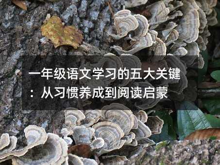 һ�꼉�Z�ČW��������P�I�������T�B�ɵ���x����