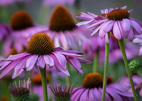 �����f�e͵�Äe�˖|����ô�k