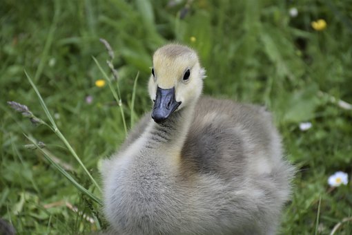 �������慒�W��ԭ�򼰑�������