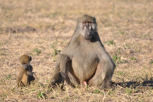 ������ƽ���a��