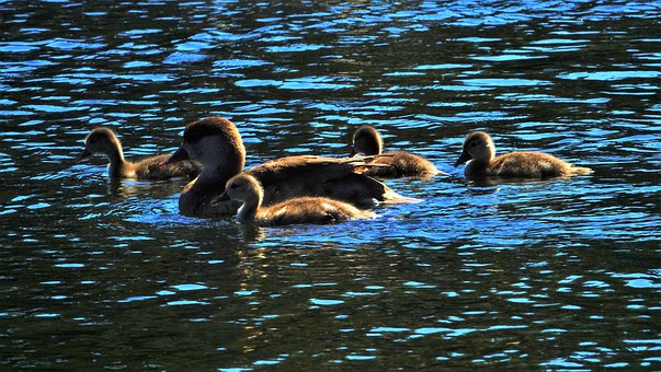 ��ͥ�h�������ӵ�Ӱ��Ǿ޴�ġ����L�Ľ���...