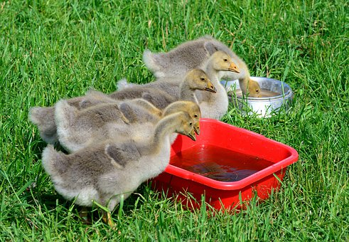 30、液體過濾操作中的三靠:(1)傾倒濾液時...