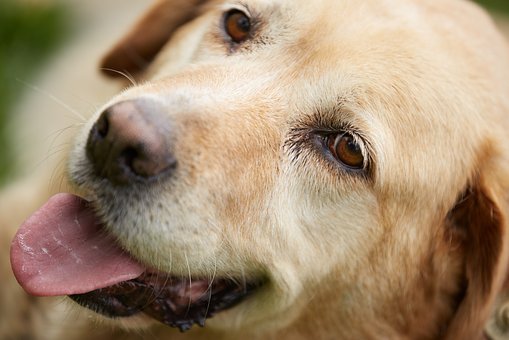 �̕����ӽ�Q���}�ķ���