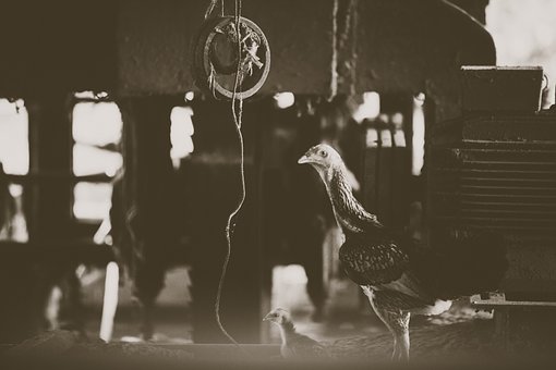 ������׌�����\�����ĸ��x�����Һ��ӌW����...