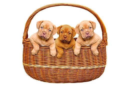 1. 能被2、3、5整除的性質:學習整除的概念...