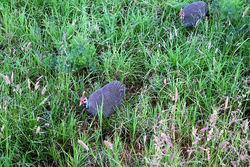 ���l���w�f�{����