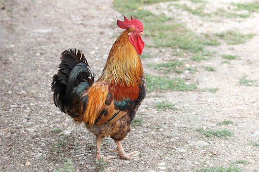 高考語(yǔ)文古詩(shī)詞鑒賞總結(jié)