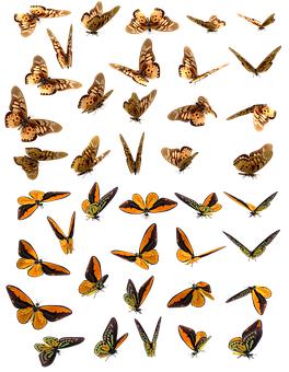 Ӣ�Z�߿�����֮˼��