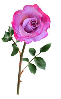 �������֙C��ô���� �Ď�