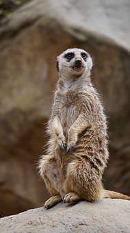 九年級的學生不想上學怎么辦