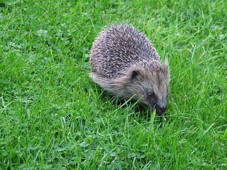 ���ӳ���С�f��ô�k