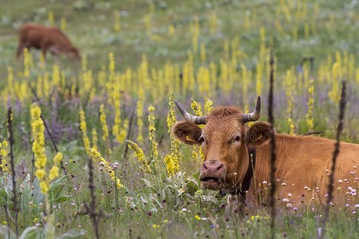 ���ӡ�С������ ���������۲���