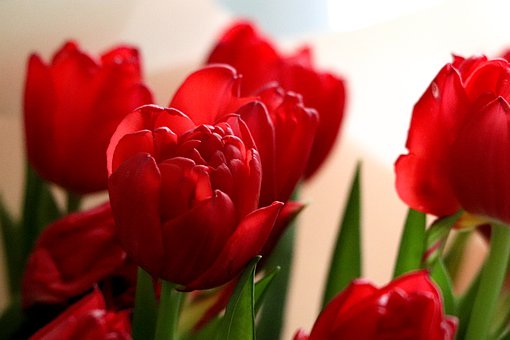 從家長的視角談談請家教,錢要花在刀刃上