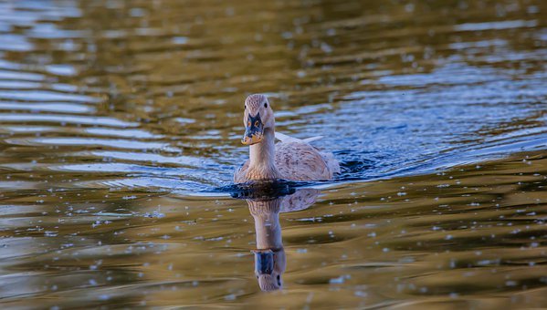 ���ώ����V�㺢�ӵĳɿ����Õr��ԓ��λش�