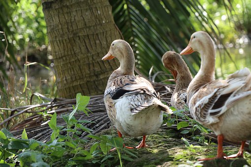 �������n�fԒ��ô����