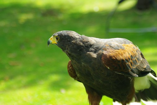 ��ĸ���������������ӳ��L����ҪӰ�