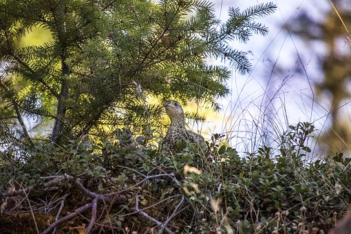 ���Ӳ��ی����I��ô�k��ʲô���k��