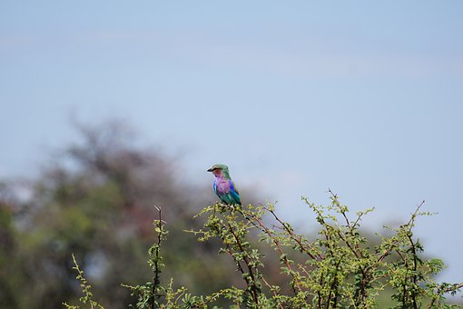 ����������к��Ӻ������Α򲢱��C�W�I��