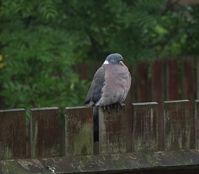 �����ڌWУ�۴��������ô�k