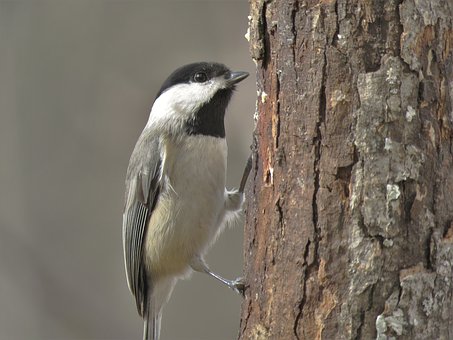 5�¼��LȺ����¶���Ї�ʽ�����L��������