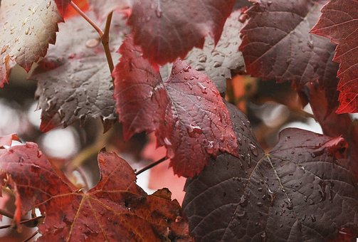 ���Ӟ�Ε�(hu��)�������dȤ�ࣿ