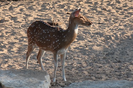 С�W�����W��ԭ��ͽ�Q�ķ���