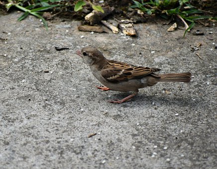 ���������R��ĸ�������ڵı��F(xi��n)�c��Q����