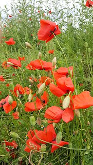 靜待花開時的另一縷陽光:論家教在孩子學習中的輔助作用