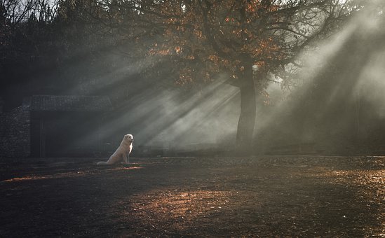 學好語文十個好方法(人教版)