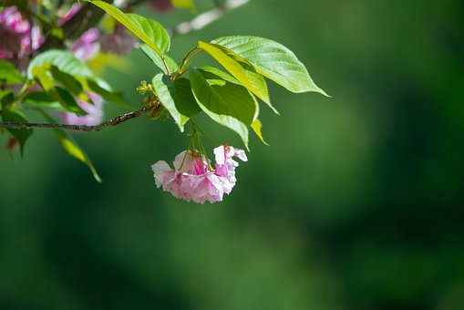 高中生愛玩手機厭學怎么辦