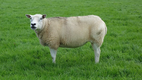 提高語文閱讀理解能力的關鍵