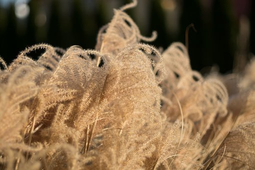 新SAT語法解題技巧之黃金法則