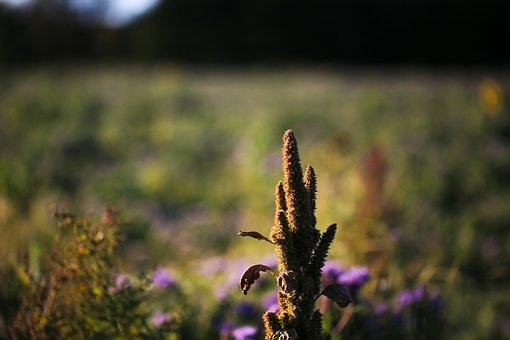小孩子怕老師不敢去上學怎么辦