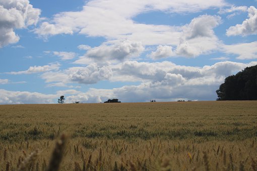 家長須知:不是所有孩子都適合出國留學