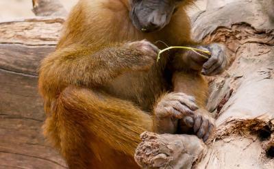 關注孩子的學習“悟性”