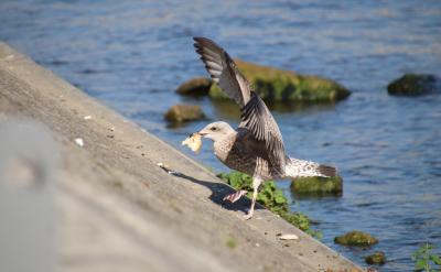 ��ν�������