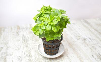 �����n�̷ž���Ԣ���ژ�