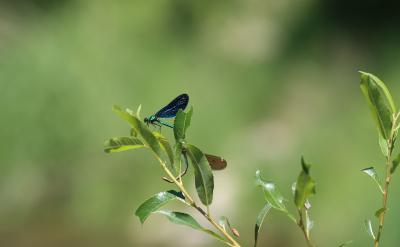 - ��ʾ���^�У�