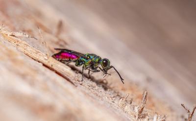 [���g]&nbsp;&nbsp; �@���о�������Ҫ�İl...