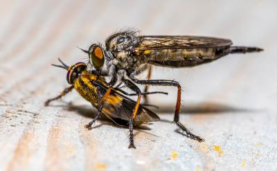 ����ʧ��������