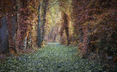 ��ͨ����Ҫ��