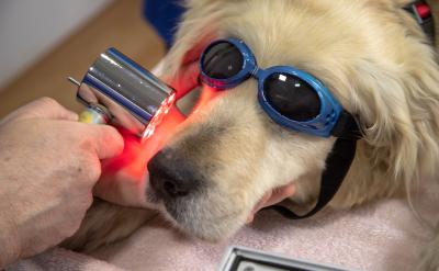 ������Щ���g�^С�ČW�����ܵ���ͬ�W�����{...