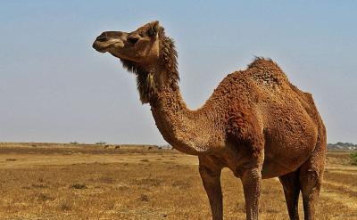 ƪ4�����ո����Z�������ČW������