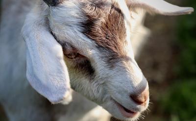 a、電離常數的大小主要由物質的本性決定。