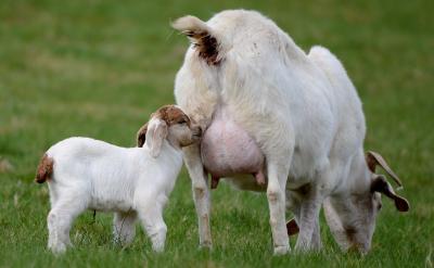 ���⮋�DƬ��Ҳ���B(y��ng)�ˌW�����L���������_�l(f��)...