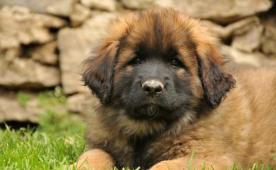 ��ĸ����ԓ�^�ڸ���