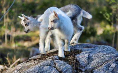 4、注意修辭手法。